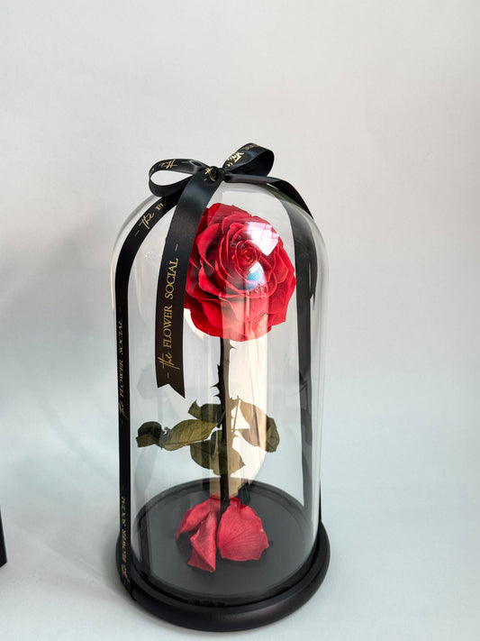 Infinity Rose with Box